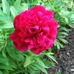 Cook Peony Blossom